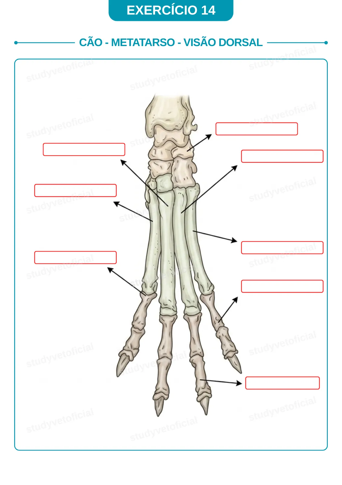 EXERCICIO-14-colorido.webp